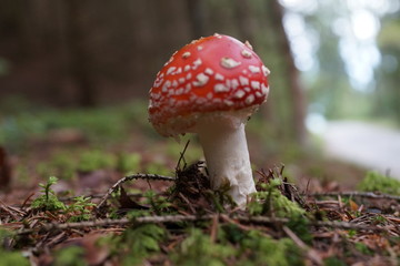 Fliegenpilz im Herbst