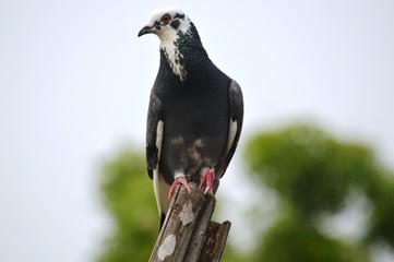 lovely pigeon was looking for food sited into a old bamboo tree.