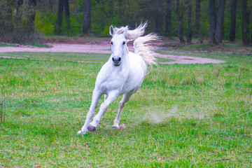 Obraz na płótnie Canvas white horse with flying mane and tail flies across the field against the backdrop of the forest