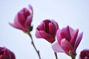 Magnolia flower blooming