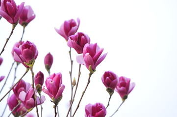 Magnolia flower blooming