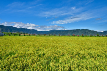 滋賀　夏空と田園風景