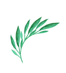 Hand painted watercolor graphic design element. Green branch.