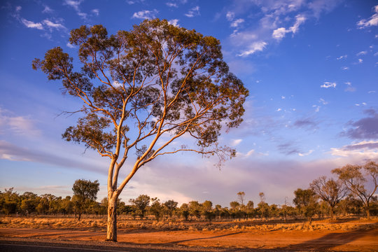 Beautiful ghost gum at sun set, Alice Spring, Northern Territory, Australia