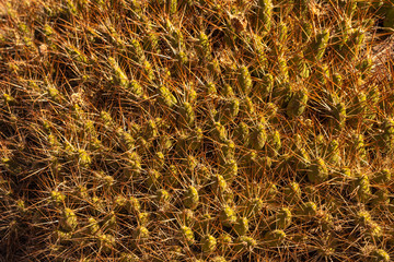 Cactus plants in the Arcoiris Valley, San Pedro de Atacama, Chile, South America