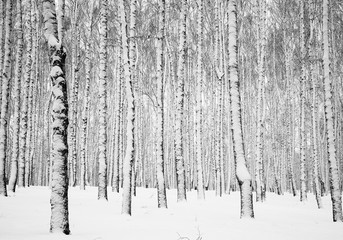 Obraz premium Zimowy śnieżny las brzozowy