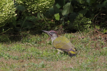 Grünspecht auf Futtersuche im Garten