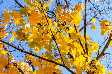 Yellow maple leaves against the blue sky on autumn