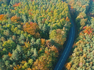 Aerial view on curved asphalt road in mixed forest during autumn