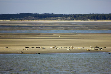 la plage du hourdel avec vue sur la baie de somme en picardie 