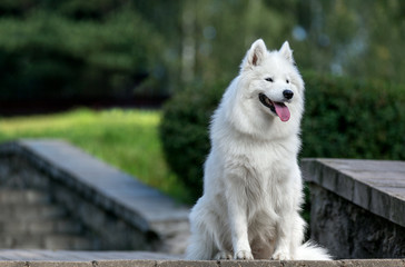 Samoyed dog sitting in the city park