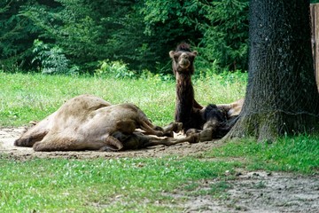 Fototapeta na wymiar Resting Camels