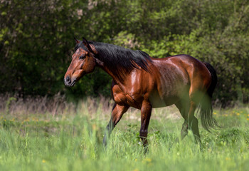 Purebred horse on the pasture
