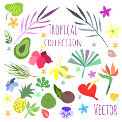 Tropical flora and fruit collection