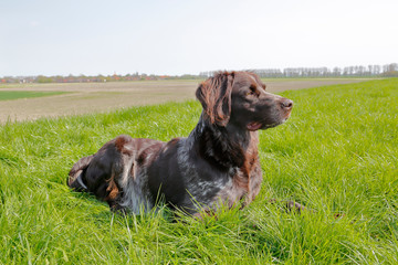 Münsterländer auf dem Deich