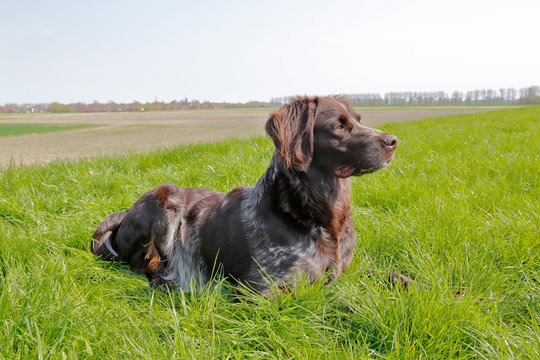 M&uuml;nsterl&auml;nder auf dem Deich