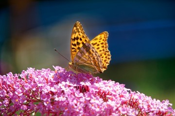 Silver Washed Fritillary 