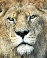 Löwe Portrait