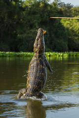 A yacare caiman, Caiman yacare, being baited to leap, Rio Claro, Brazil.