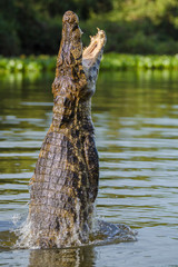 Yacare caiman leaping out of water