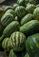 harvest of watermelons