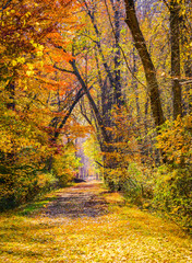 Autumn leaves of orange, yellow and red are brilliant when viewed against the blue sky walking through a forest during fall season with the changing tree leaves is special to fall season