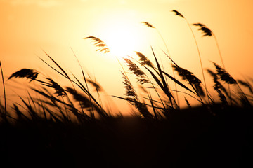 Golden ears of wheat on the field. Sunset light. Close up view.