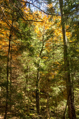 Mixed forest. Coniferous and deciduous forest. Yellow and green forest.