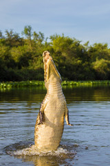 Yacare caiman leaping out of water © Ana Gram