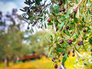 olive field the open countryside in rural area