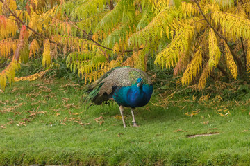 Fototapeta premium Pfau im herbst