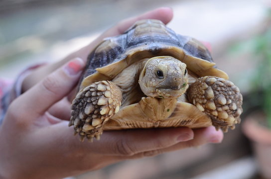 Little turtle in the hand