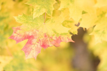 Autumn leaves are hollow red. The leaves lie on the ground, a heap of leaves.