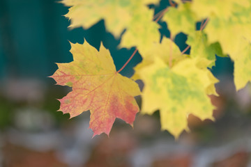 Autumn leaves are hollow red. The leaves lie on the ground, a heap of leaves.