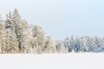 Wintry Landscape View at a forest with new snow and frost