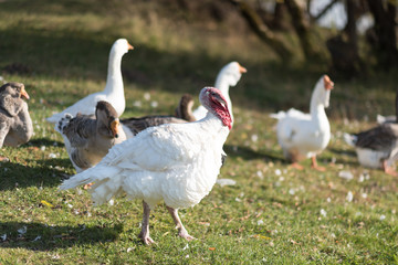 Naklejka na ściany i meble Geese walk on soil clay near the river, goose, geese, ducklings, Turkey