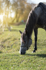 Horse in feeding on meadow