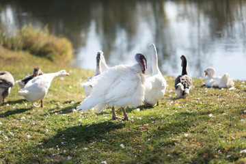 Geese walk on soil clay near the river, goose, geese, ducklings, Turkey