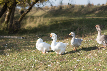 Geese walk on soil clay near the river, goose, geese, ducklings, Turkey