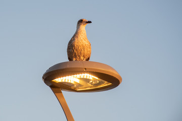 Seagull perching on Light in evening © pauws99