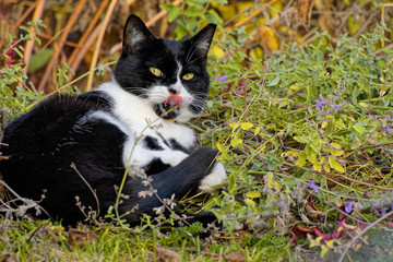 Katze in der Katzenminze