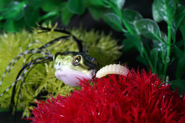 Frogs made of plastic with sharp hooks are well suited as artificial baits on predatory fish 
