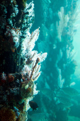 Busselton Australia, fish, corals and sponges on the jetty pylons in the ocean aquarium