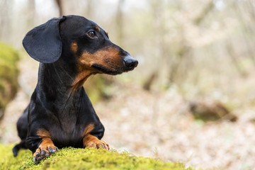 portrait of a beautiful dachshund dog, black and tan, lying on a stump in the forest