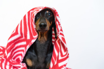 portrait of a cute young small dog dachshund  looking at the camera with a red plaid covering him.