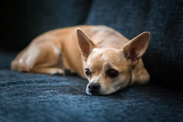 Chihuahua auf der Couch 2018-1