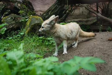 Obraz premium Cutie pet in zoo