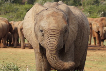 South african elephant in safari park - addo elephant park