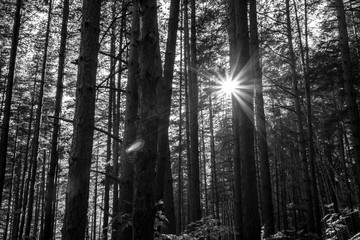 Dark natural background of black and white pine forest landscape against sunset rays. Scenery light diffraction in the autumn forest with tree silhouettes in Vitosha mountain near Sofia, Bulgaria