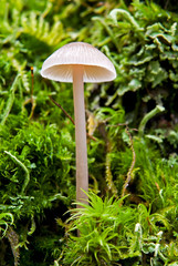 mushroom in forest